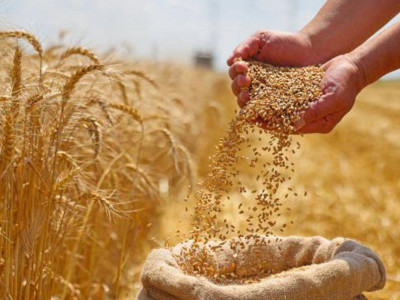 Астық пен ұн экспорты 9,9 млн тоннаға жетті