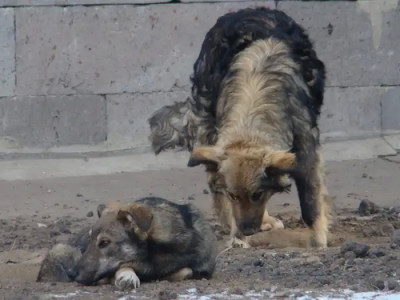 Қазақстанда жануарларға қатысты заңға өзгеріс енгізіледі