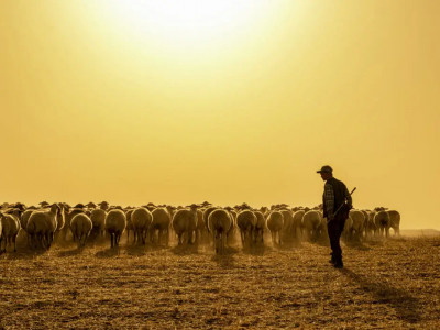 4,8 млн теңге: Батыс Қазақстан облысының тұрғыны ағасының қойларын сатып, бәске тіккен