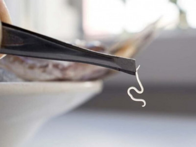 Жапонияда ішінде тірі паразит құрттары бар қалам сатылған (ВИДЕО)