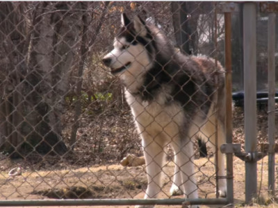 Семейде 9 жастағы қызды қаңғыбас иттер талап тастаған