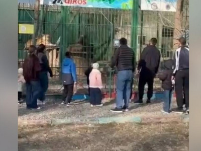 Семейде арыстанға тас лақтырған адамдар іздестіріліп жатыр