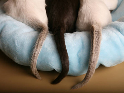 Адамда неге құйыршық жоқ? – зерттеу