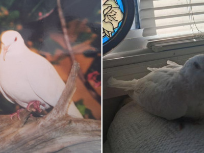 Ең ұзақ жасаған көгершін Гиннестің рекордтар кітабына енді