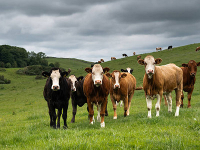 Жетісу облысында мал ұрыларының мүлкі мемлекет кірісіне тәркіленді