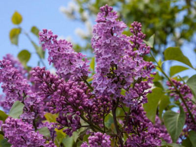 Қазақстанда сиреньді рұқсатсыз жұлғандарға айыппұл салынады