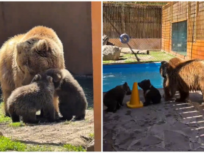 Алматыдағы зообақта «Қызыл кітапқа» енген қонжықтар дүниеге келді