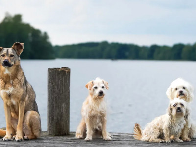 Қарағандыда бір үйде 40-қа жуық қаңғыған ит асыраған тұрғын көршілерінің мазасын қашырды