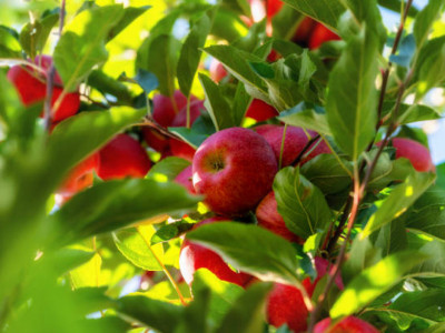 430 млн теңге: Шымкентте алма бақтарын салуға бөлінген қаржы талан-таражға түскен