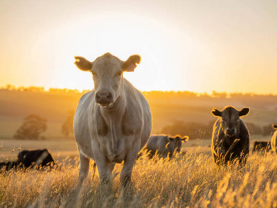 Батыс Қазақстанда мал ұрлаумен айналысқан қылмыстық топ ұсталды
