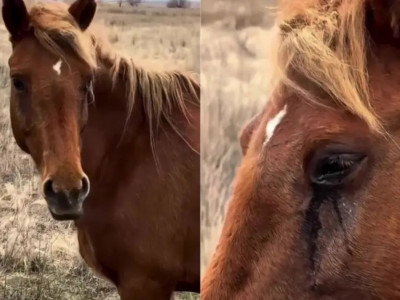Құлынынан айрылып, жылап тұрған биенің видеосы желі қолданушыларының жүрегін елжіретті