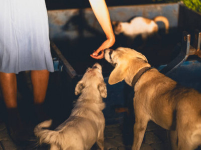 Көкшетауда қаңғыбас иттер жүкті әйелді қауып алған