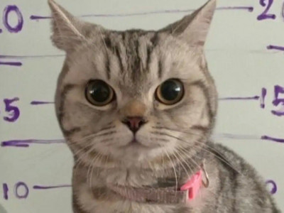 Таиландта мысыққа қарсы қылмыстық іс қозғалды