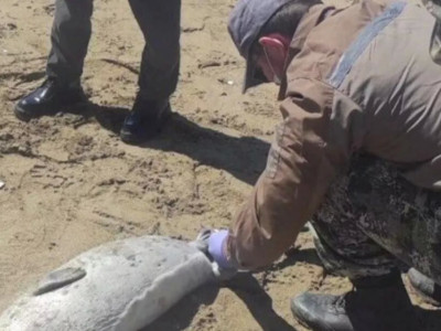 Каспий жағалауында итбалықтар жаппай қырылып жатыр