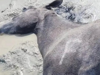 Маңғыстауда жүздеген жылқы қырылды: арнайы комиссия құрылды