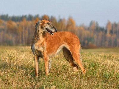 Қазақстанда тағы бір жаңа мереке пайда болмақ