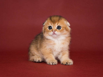 Семейлік әйел мысықты кір жуғыш машинаға салып өлтірген