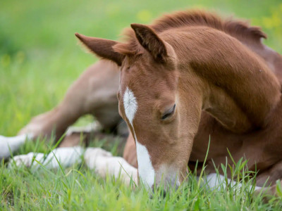 Ақмола облысында өрт сөндірушілер шұңқырға түсіп кеткен құлынды құтқарып алды (ВИДЕО)