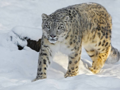 Қазақстандағы қар барысының саны екі есе ұлғайды – Президент