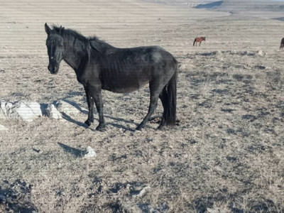 Жамбыл облысында мал ұрлығымен айналысқан екі топ ұсталды