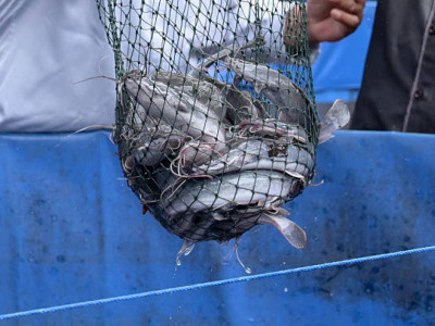 Көлігінен 500 келі бекіре табылған Атырау тұрғыны сотталды