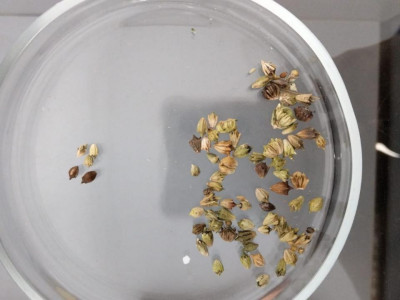 Екі өңірде импорттық өнімнен қауіпті арамшөптер анықталды