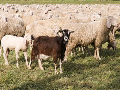 Түркістан облысында 1000 бас ұсақ малды шекарадан шығарып әкетпек болғандар ұсталды