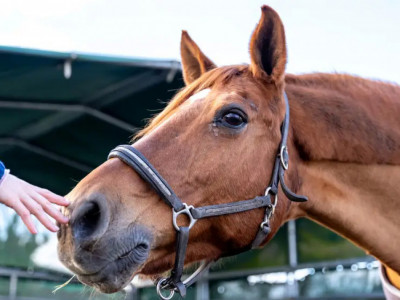 Жылқыға тамақ бермек болған әйел саусағынан айырылып қала жазды