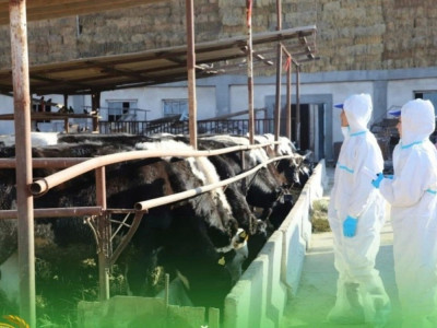 Батыс Қазақстанда 200-ден астам мал қырылып қалды