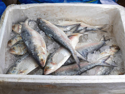 Жамбылда шенеуніктер балық өндіретін инвестордың жұмысына кедергі келтірген