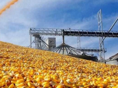 Түркістан облысында жүгеріні терең өңдейтін ірі зауыт салынып жатыр