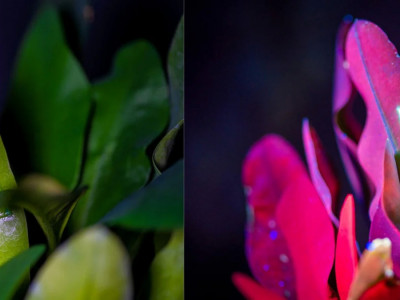 АҚШ ғалымдары инфекцияны 48 сағатта жоятын гель жасап шығарды