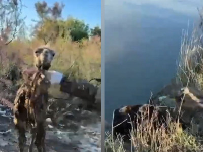 Қызылордада судан шыға алмай жатқан ботаны құтқарған жандардың әрекеті көпті тәнті етті