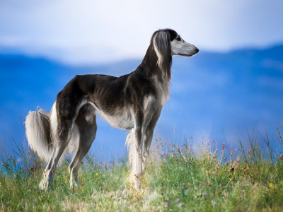 Астанада «Қазақ тазысын» насихаттау іс-шарасы өтеді