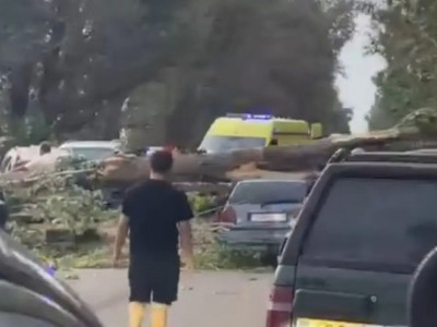Алматы облысында екі автокөлікке ағаш құлады