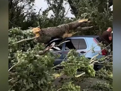 Алматы облысында көліктің үстіне ағаш құлап, бір әйел көз жұмды