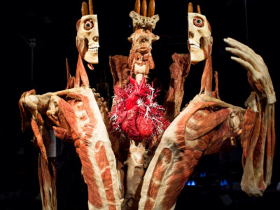 Body Worlds Amsterdam: өмірде болған адамдардың дене мүшелері қойылған көрме
