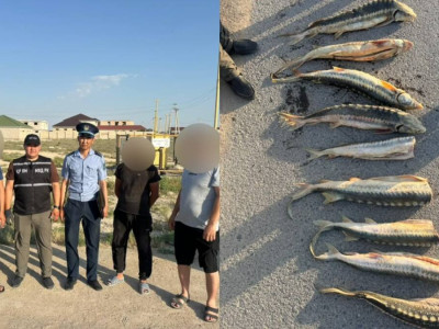 Маңғыстауда 30 келіден астам бекіре балығын заңсыз тасымалдаған азаматтар ұсталды