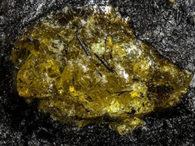 Қытайдан 385 миллион жылдық тарихы бар кәріптас табылды