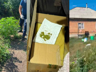Өскеменде полиция жылыжайда есірткі өсірген тұрғынды ұстады