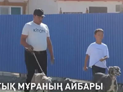 Атырауда 9 жастағы бала тазы баптаудың сырын айтты