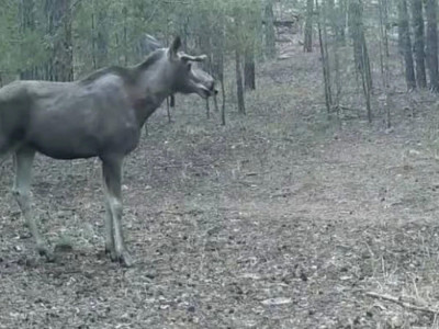 Қарқаралы орманында бұландар фототұзаққа түсті