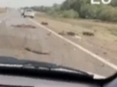 Павлодарда көлік бір отар қойды қағып кетті