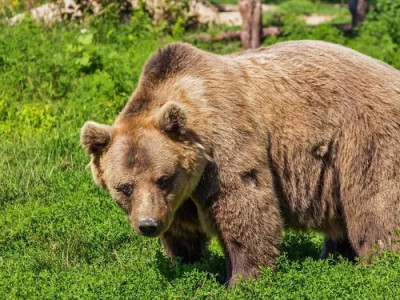 Үндістан тауларында аю екі әйелге шабуыл жасаған
