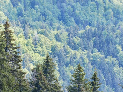 Елімізде бір тәулікте үш орман өрті тіркелді