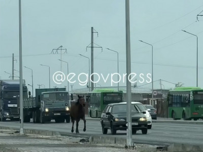 Шымкентте жылқыны көлікке байлап сүйреген жүргізуші жауапқа тартылды (ВИДЕО)