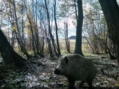 Бұйратауда қасқырларды қуған қабан таспаға түсіп қалды
