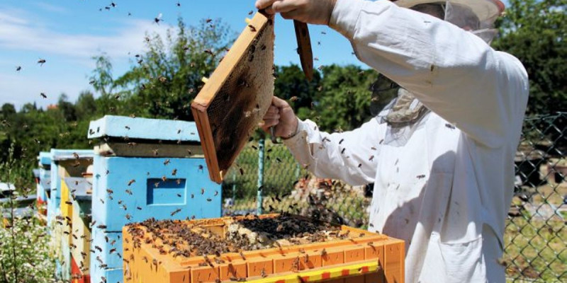 Омарташылар жылына 100 тонна бал өндіруде