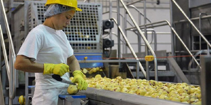 Голландықтар елімізде картоп өнімдері зауытын салмақшы