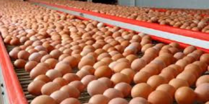 Былтыр 300 млн дана жұмыртқа өндірілді